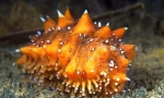 Trepang (foto): mala kreacija velike vrijednosti